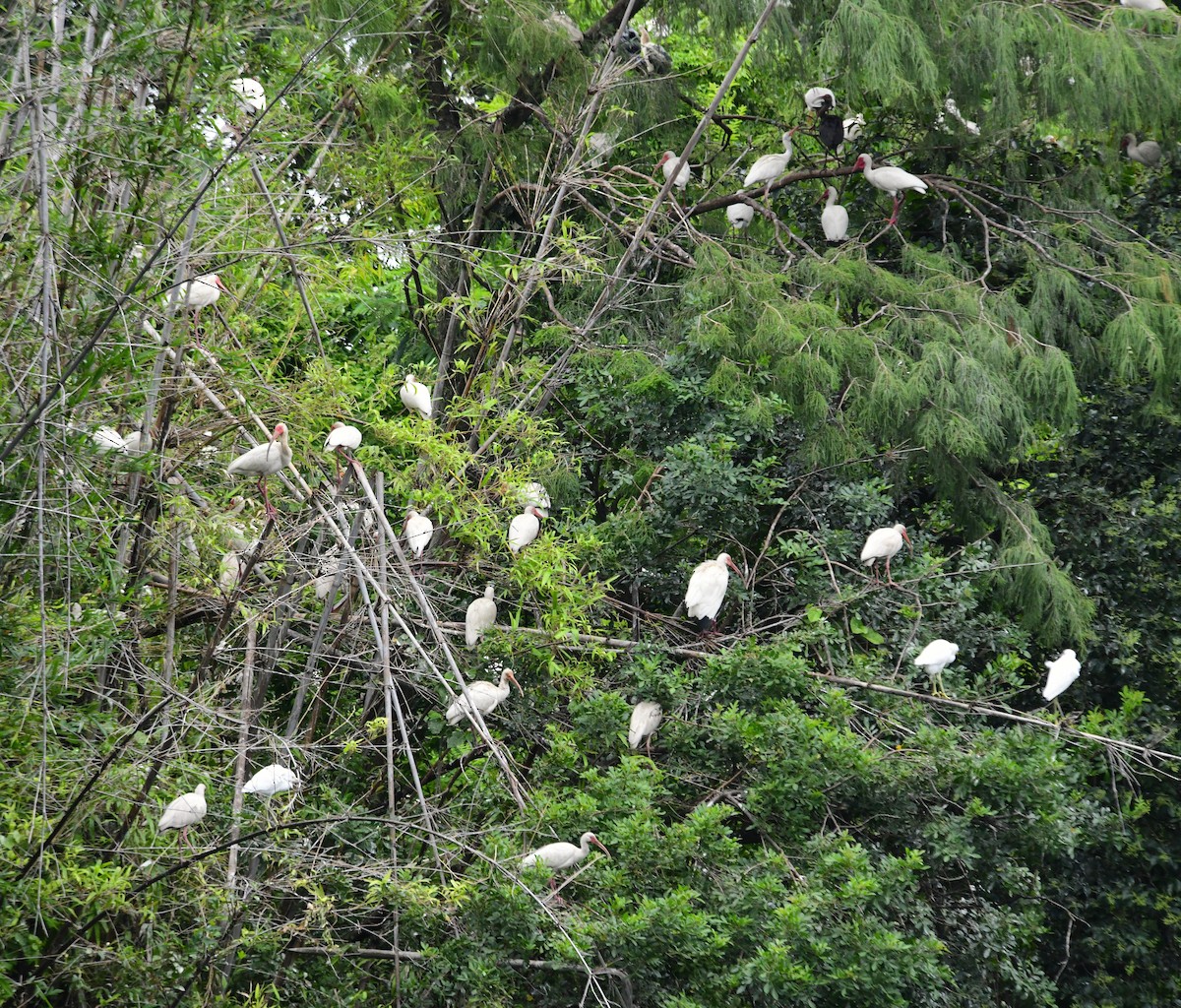 White Ibis - ML620592121