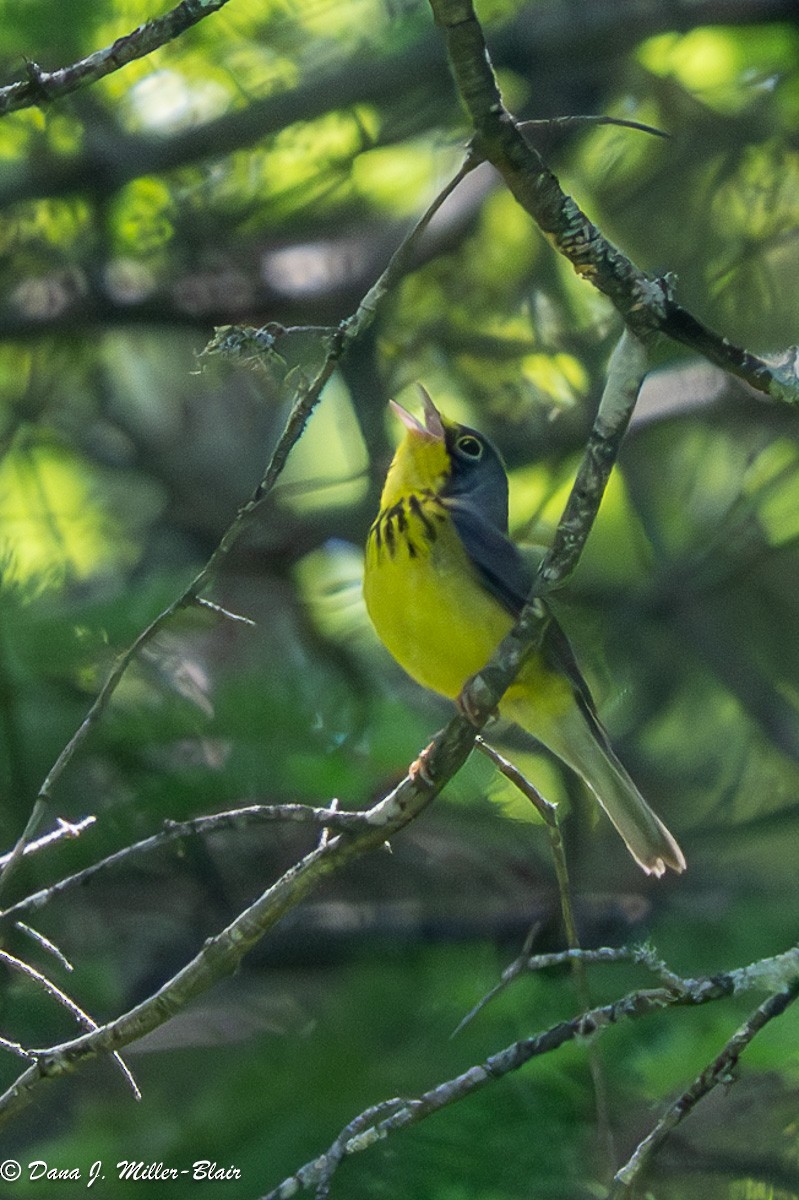 Canada Warbler - ML620592122