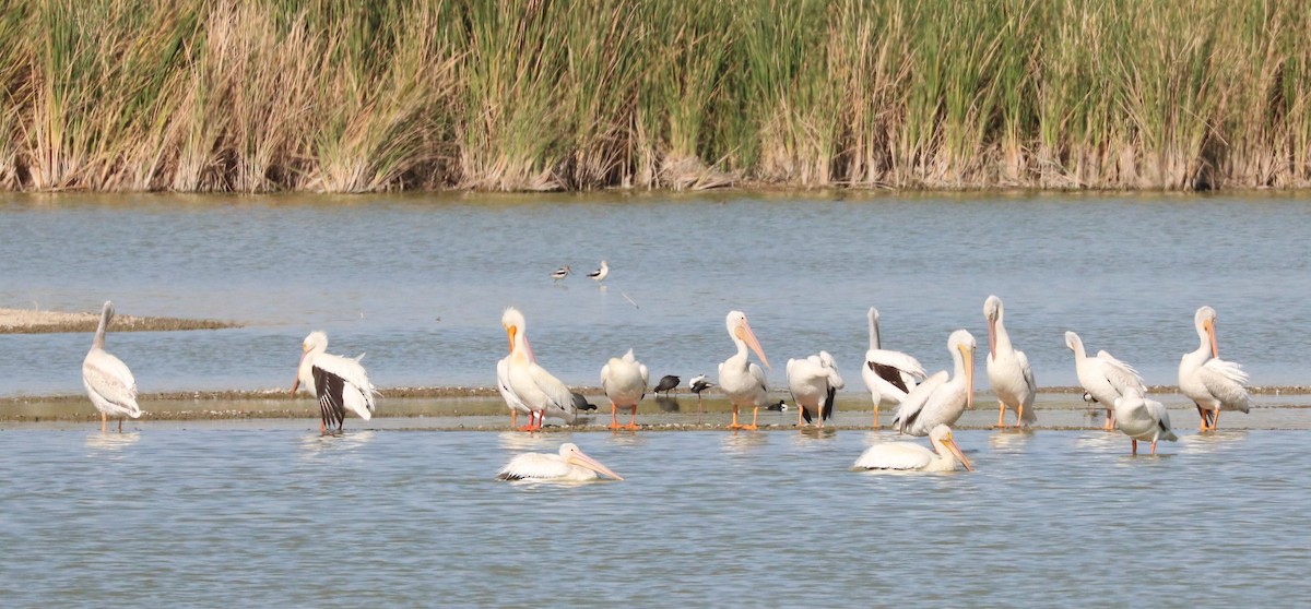 American White Pelican - ML620592126