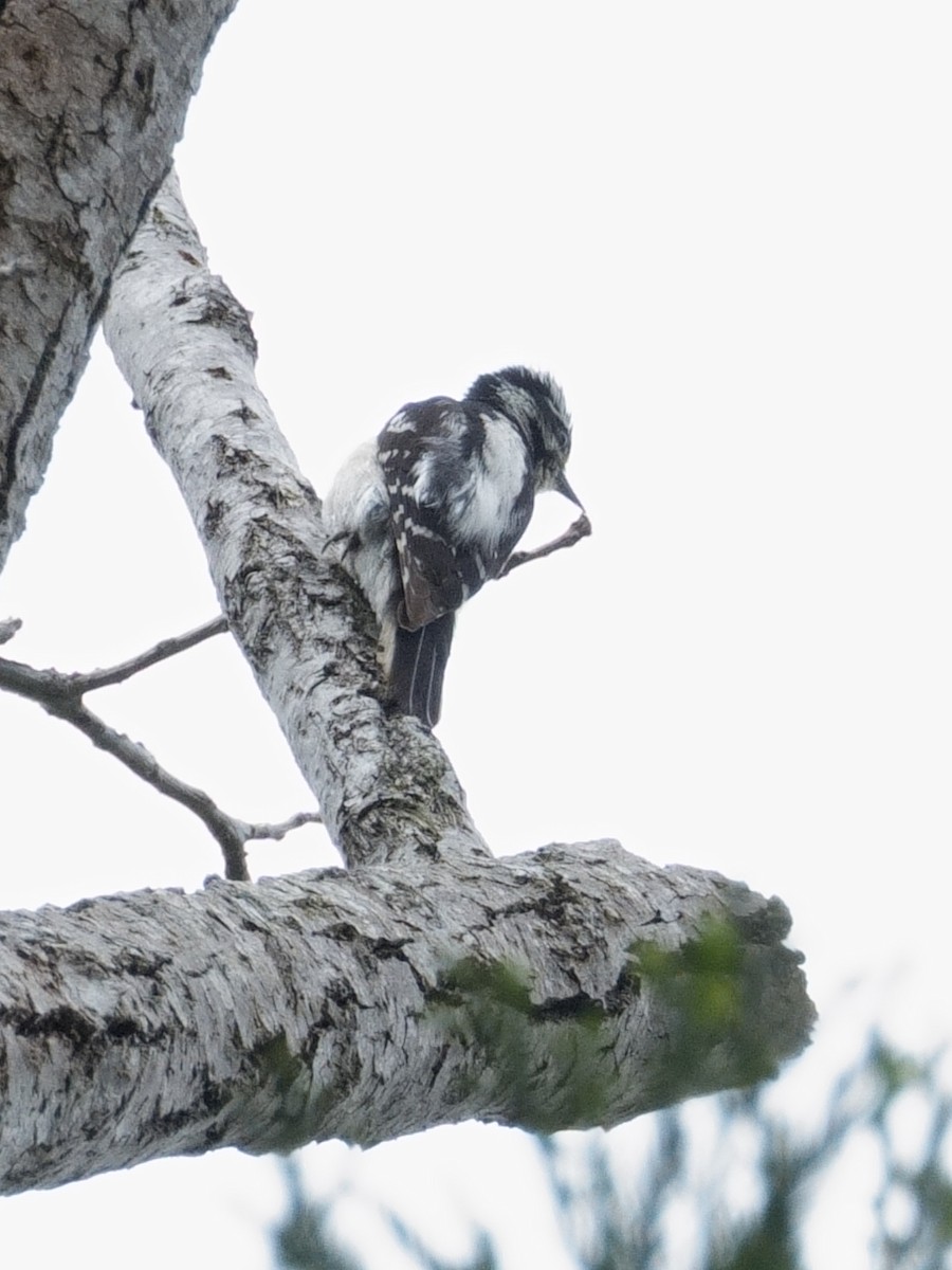 Downy Woodpecker - ML620592127