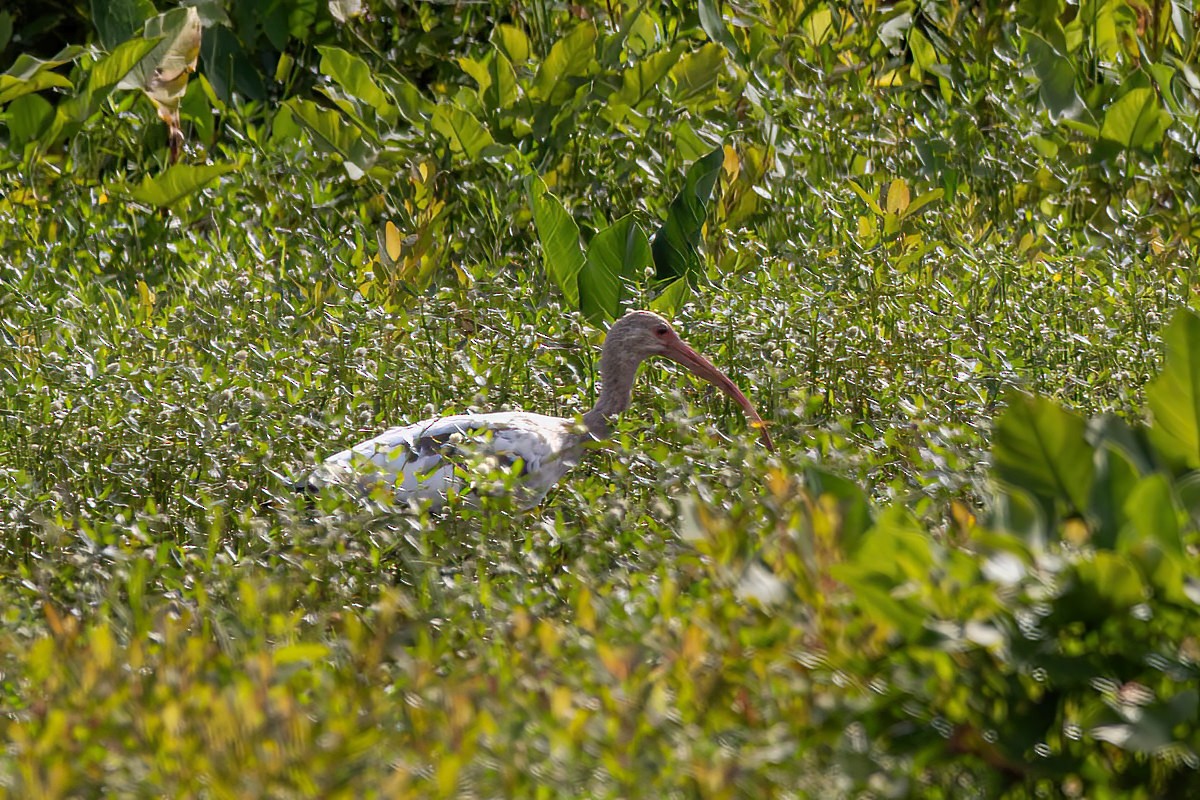 Ibis blanc - ML620592128