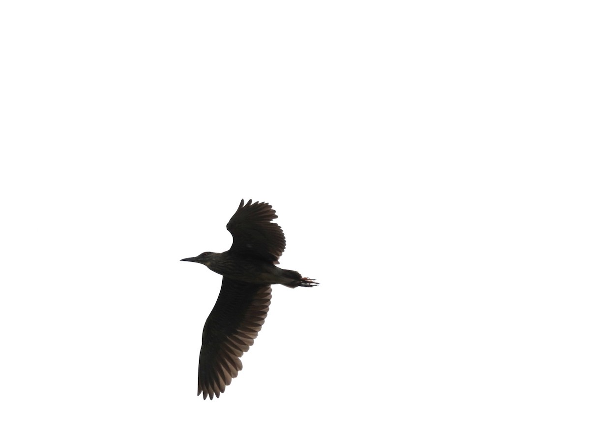Black-crowned Night Heron - ML620592129
