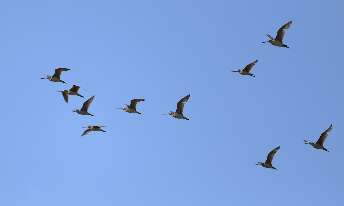 Marbled Godwit - ML620592130