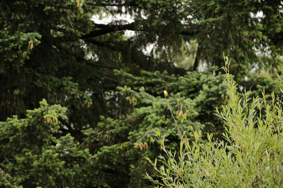 American Goldfinch - ML620592131