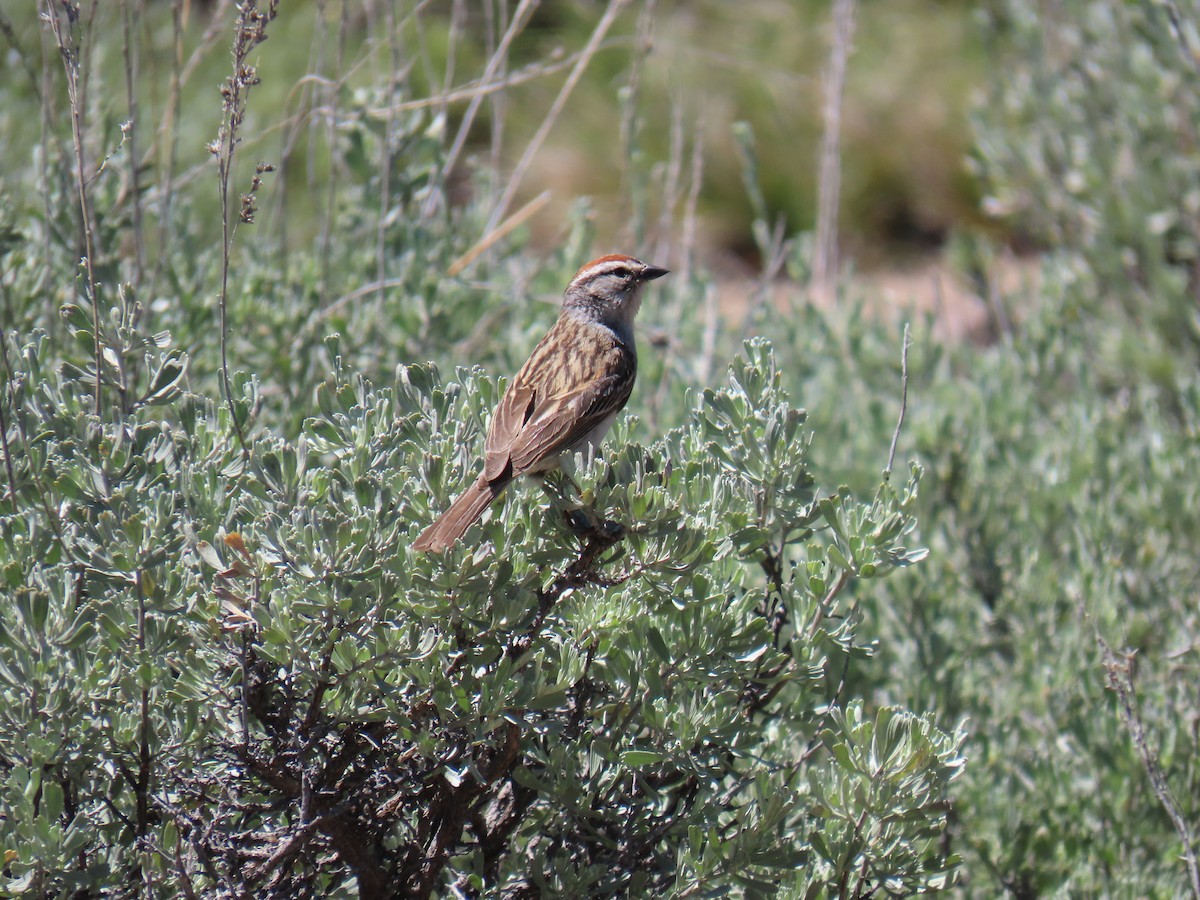 Chipping Sparrow - ML620592133