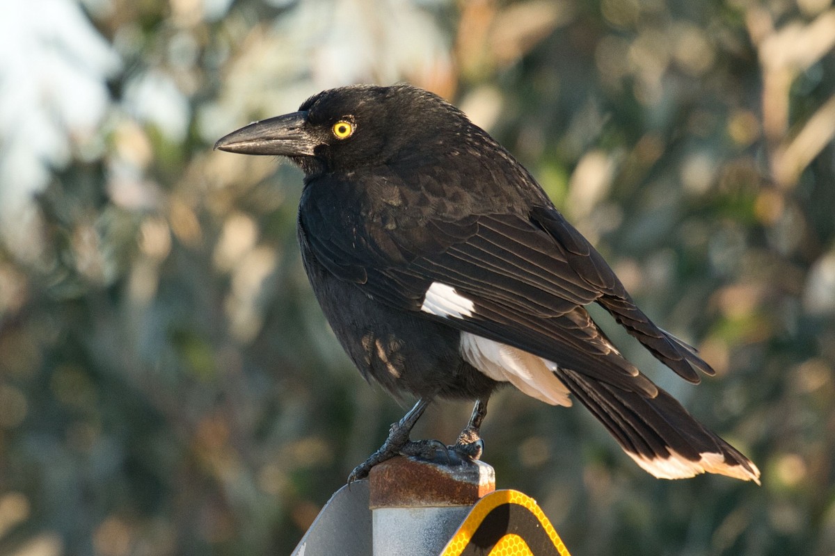 Pied Currawong - ML620592134