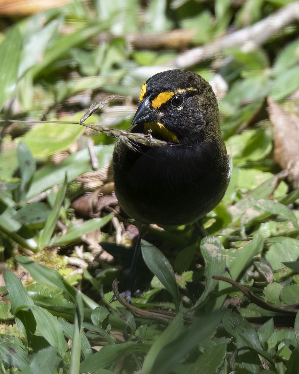 Yellow-faced Grassquit - ML620592137