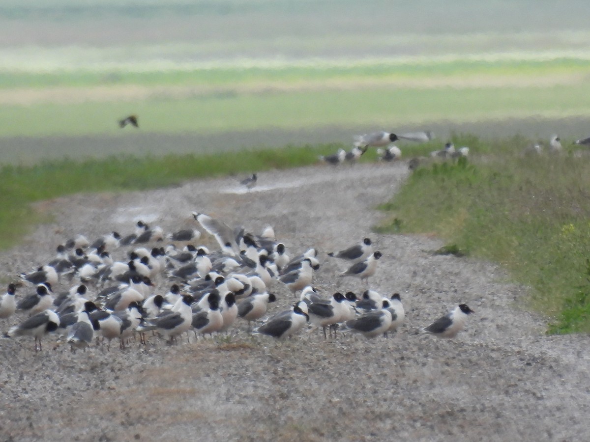 Franklin's Gull - ML620592141