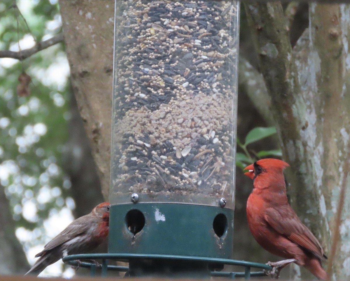 Northern Cardinal - Susan Leake