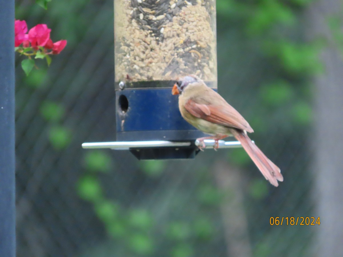 Northern Cardinal - ML620592150