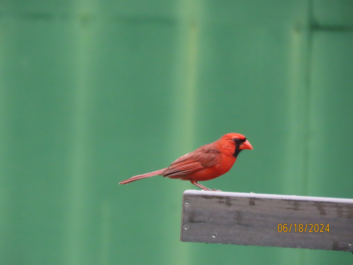 Northern Cardinal - ML620592152
