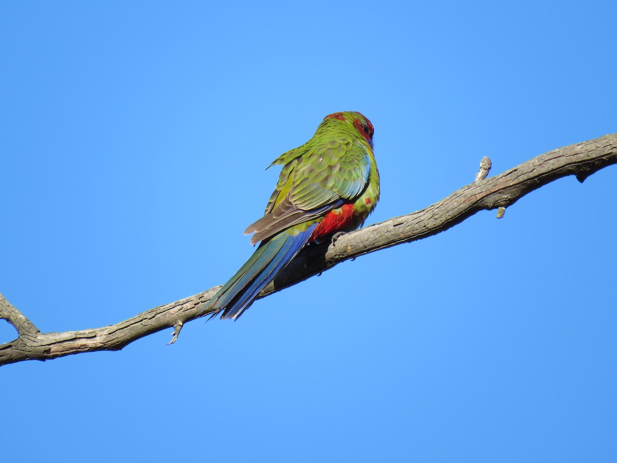 Perico Elegante - ML620592155