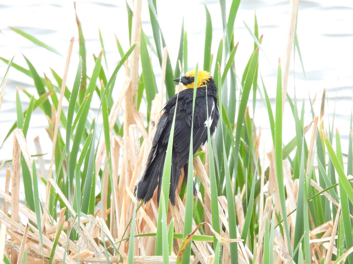 Yellow-headed Blackbird - ML620592169