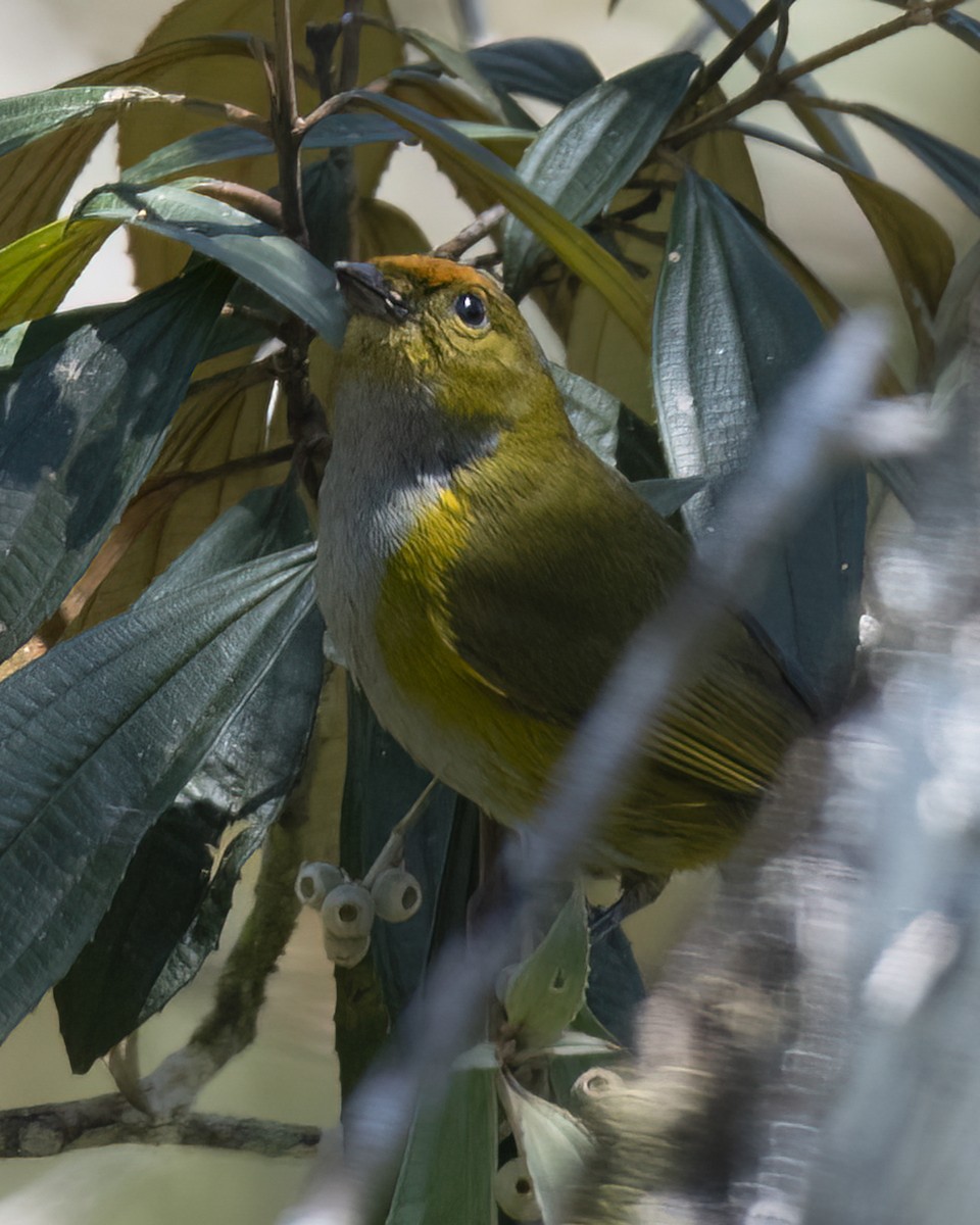 Tawny-capped Euphonia - ML620592176