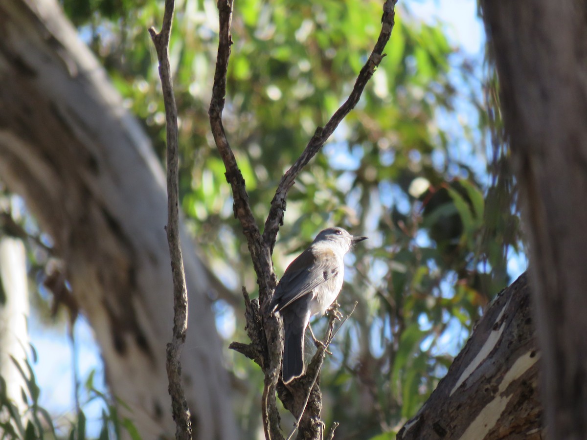 Gray Shrikethrush - ML620592181