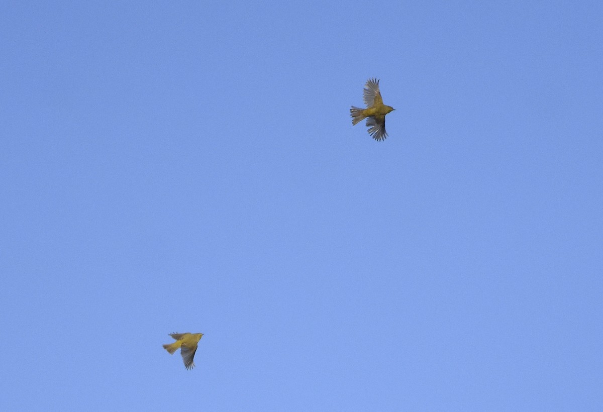 Orange-crowned Warbler (lutescens) - ML620592185