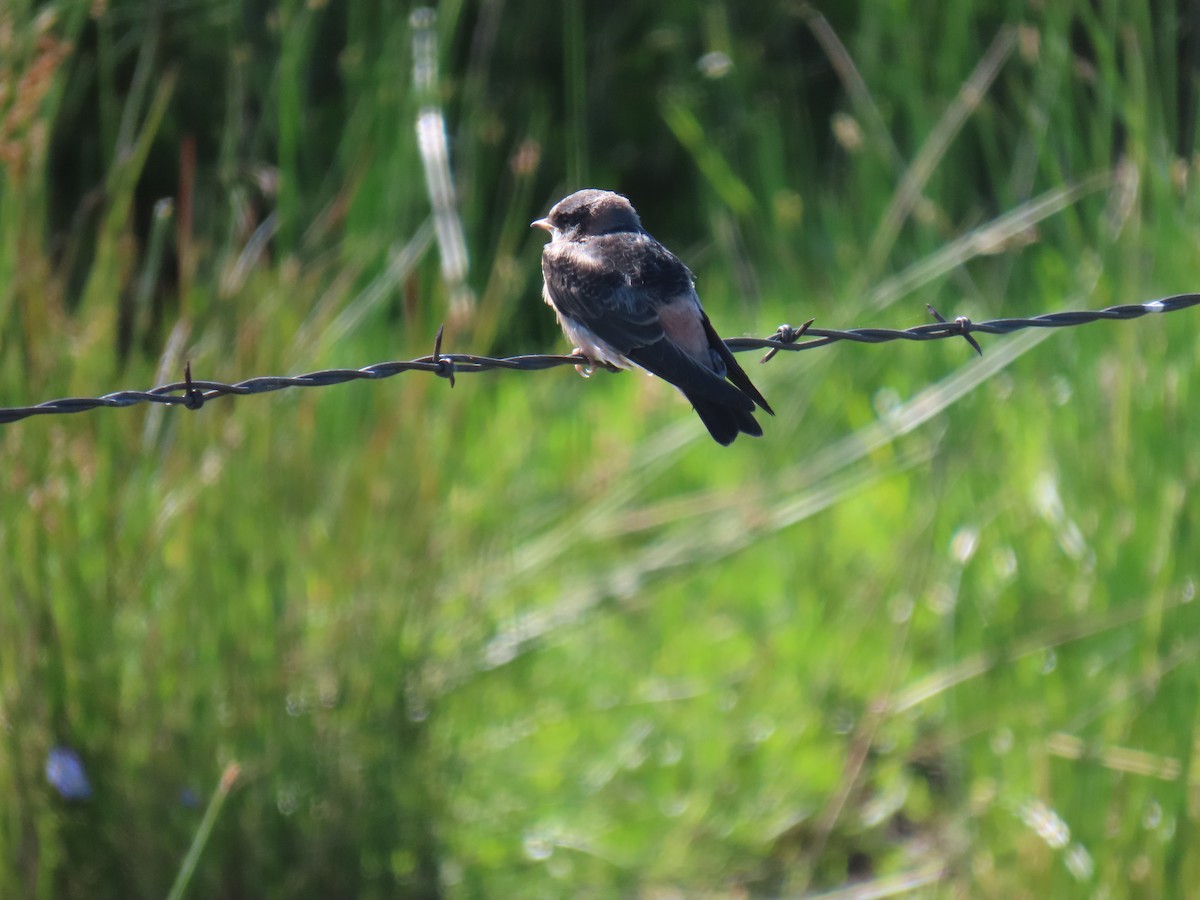 Cliff Swallow - ML620592190