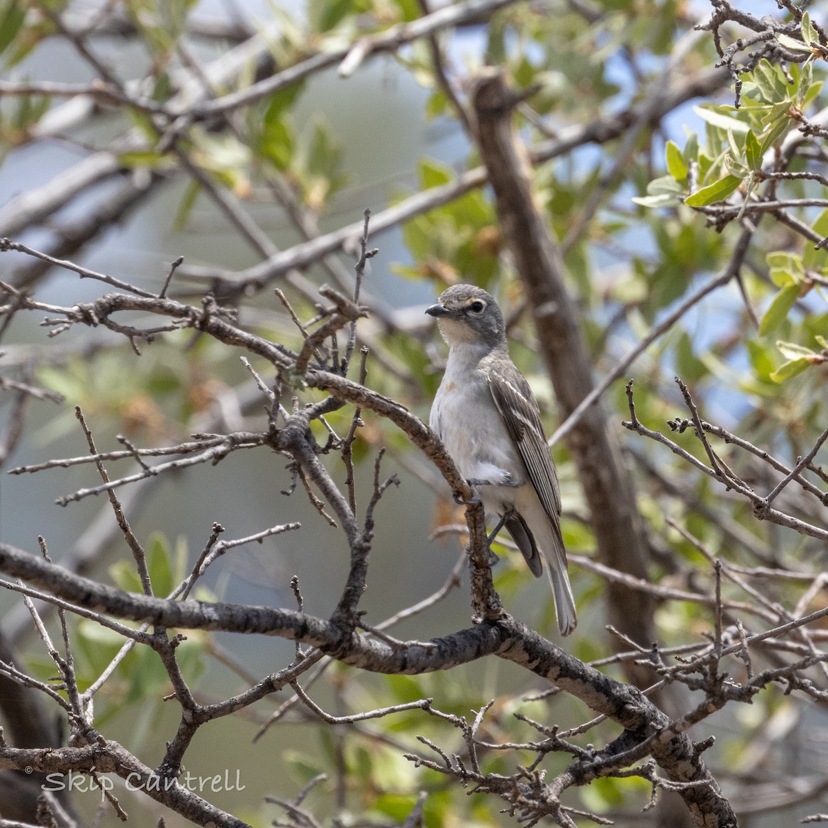 Plumbeous Vireo - ML620592191