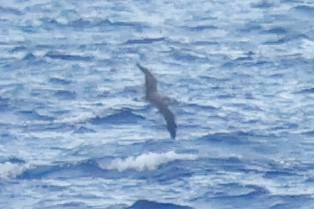 Cory's Shearwater - Brandon Corry