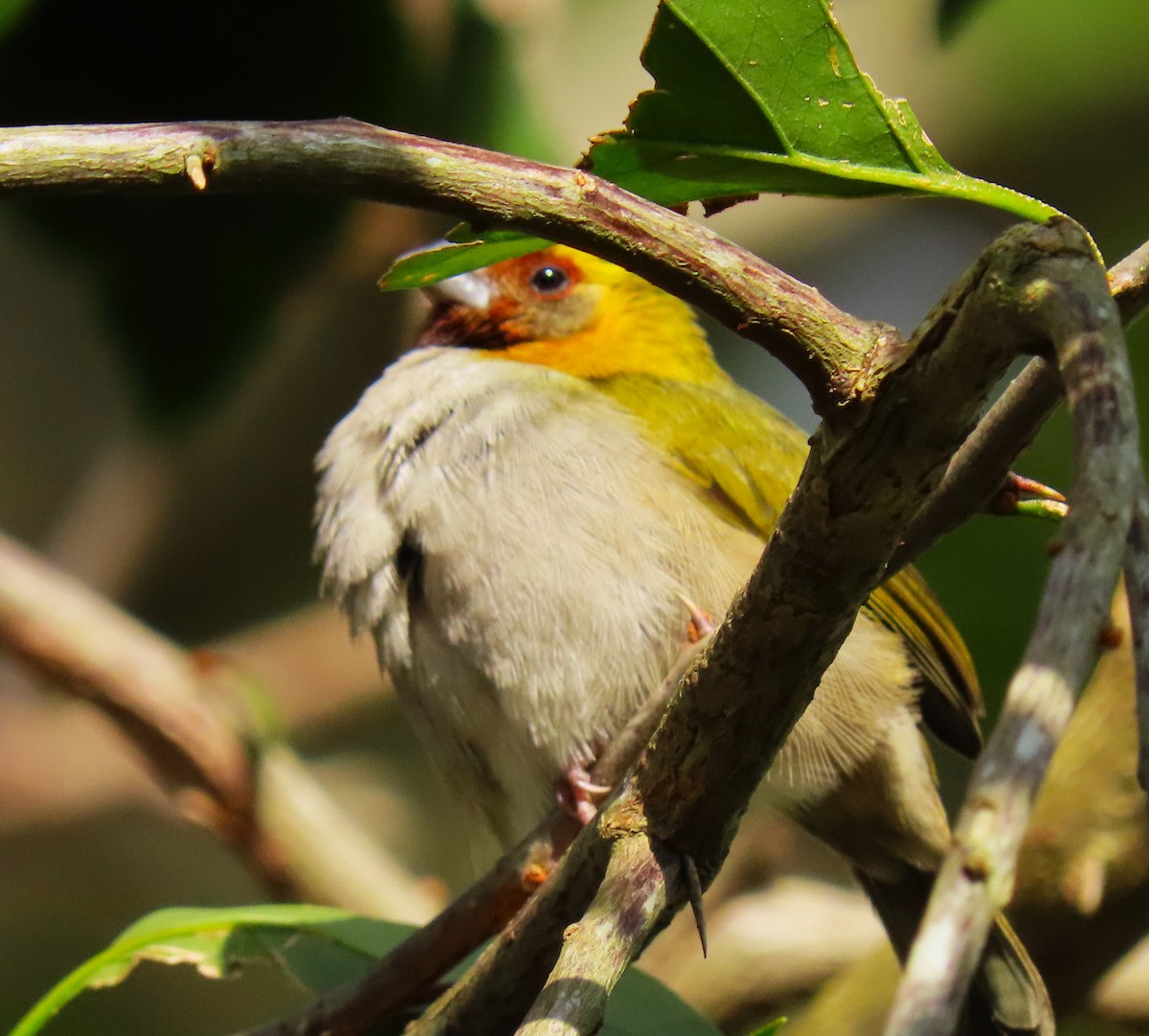 Cuban Grassquit - ML620592202