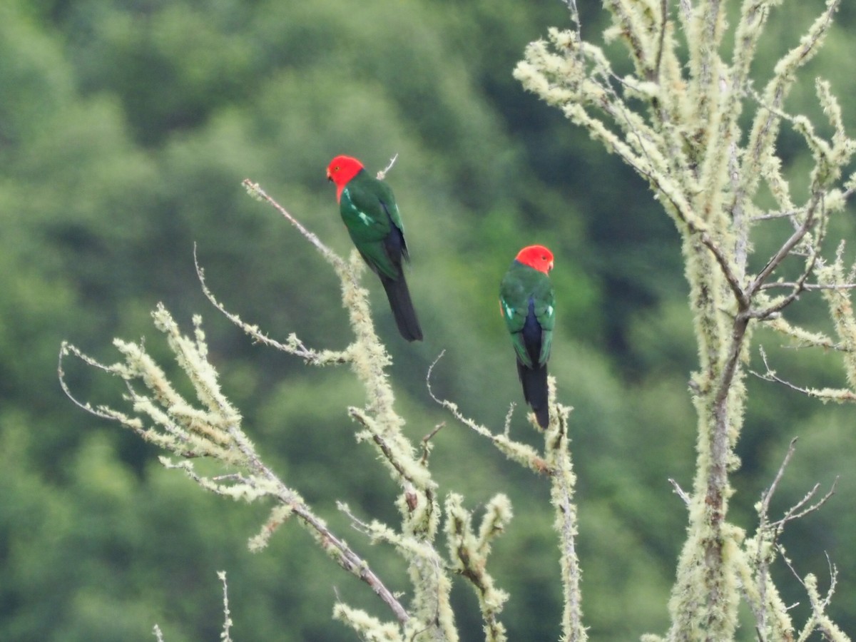 Australian King-Parrot - ML620592204