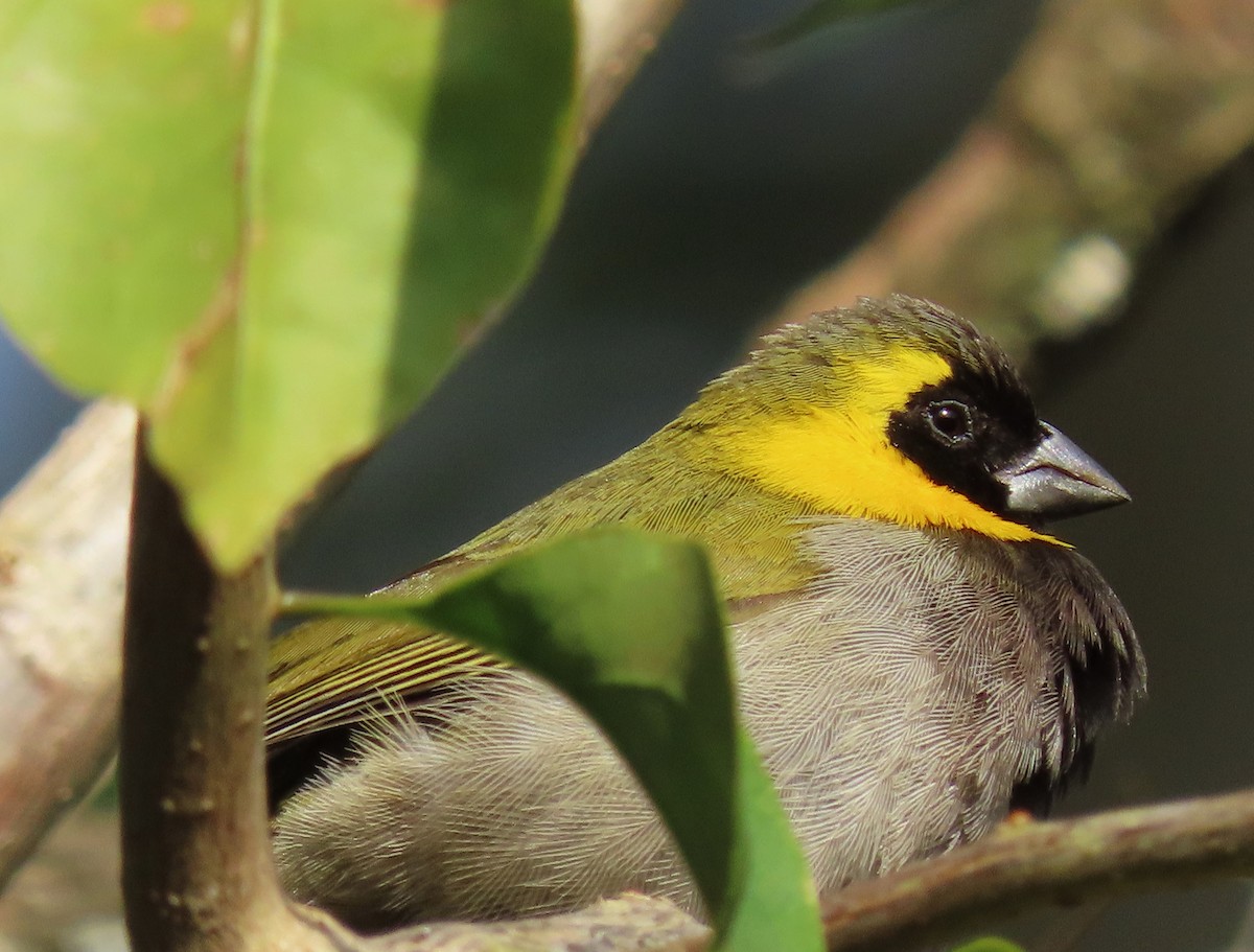 Cuban Grassquit - ML620592208