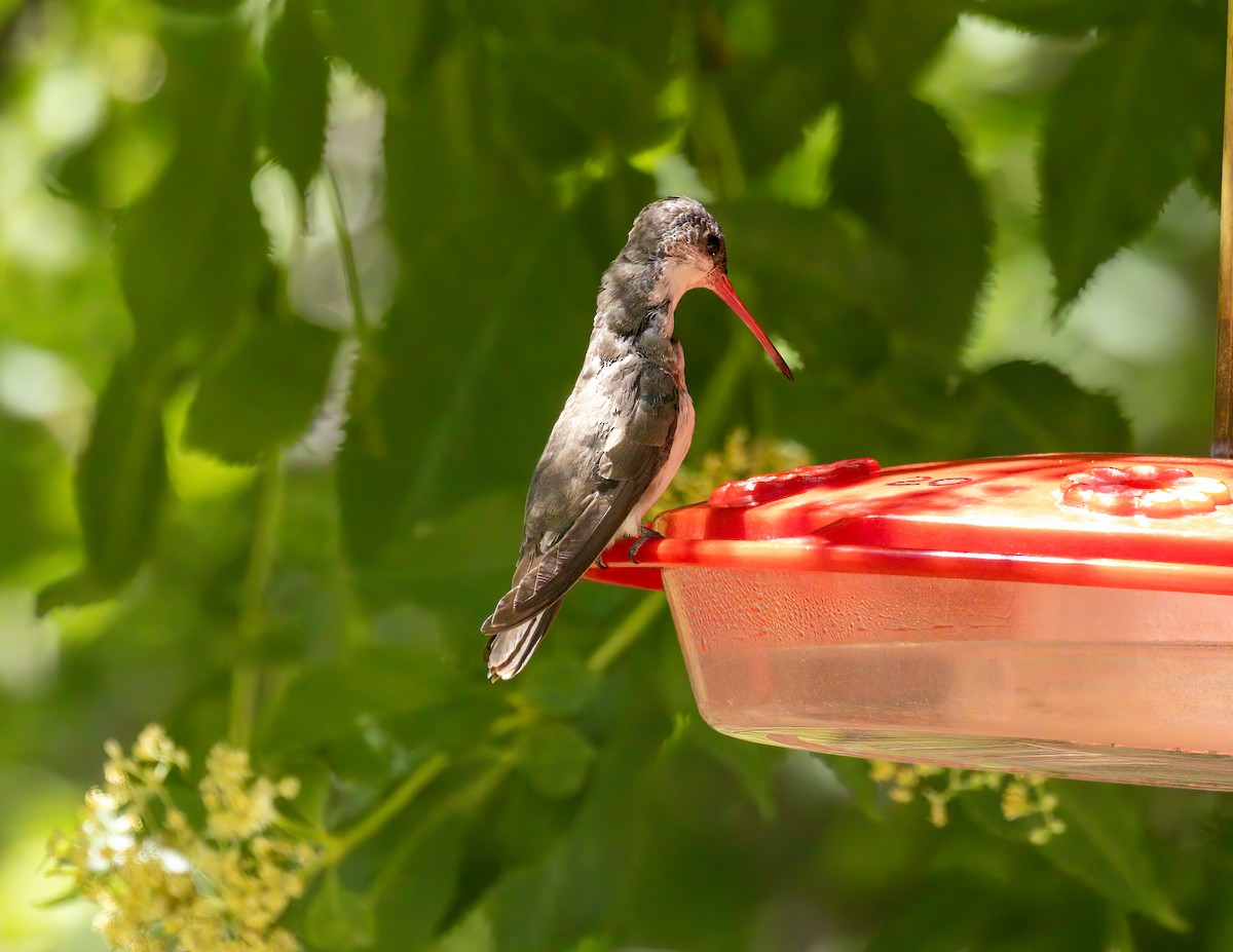 Violet-crowned Hummingbird - ML620592209