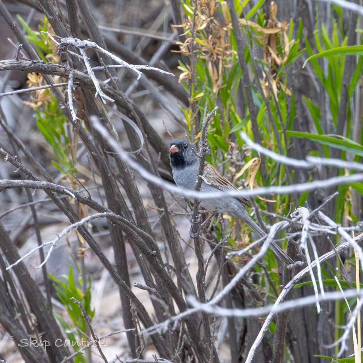 Black-chinned Sparrow - ML620592211