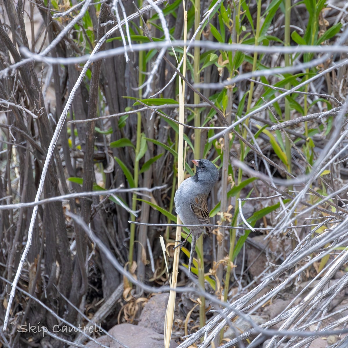 Black-chinned Sparrow - ML620592212