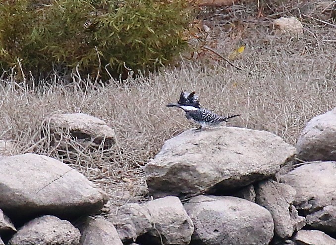 Crested Kingfisher - ML620592213