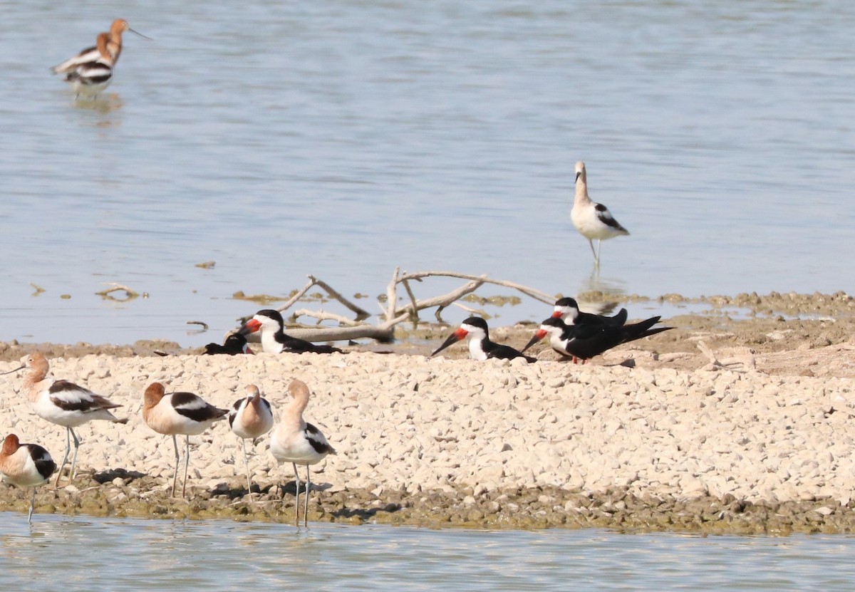 Black Skimmer - ML620592214