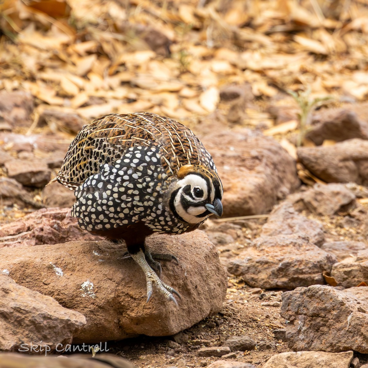 Montezuma Quail - ML620592230