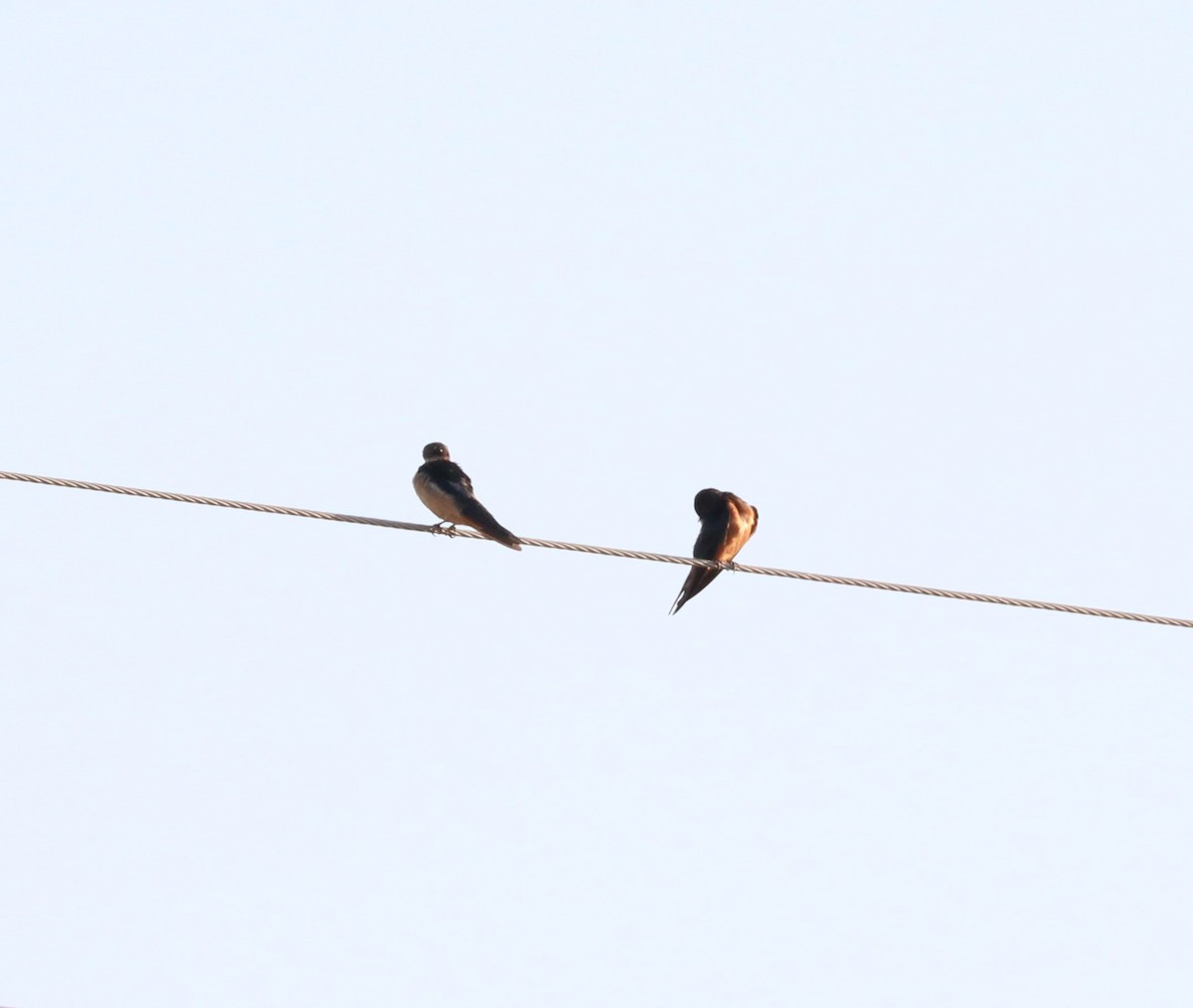 Barn Swallow - ML620592249