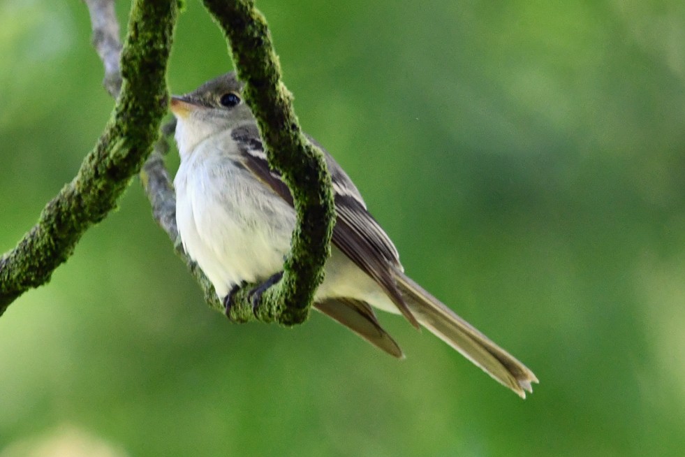 Acadian Flycatcher - ML620592250