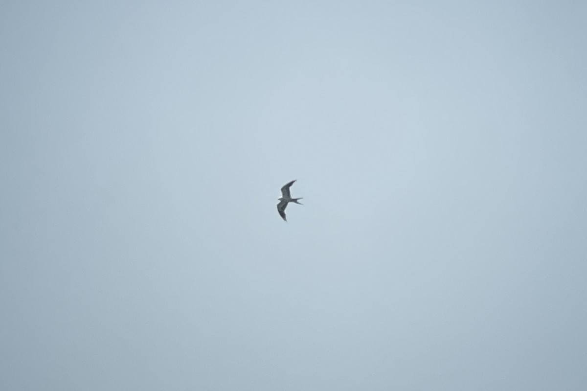 Swallow-tailed Kite - ML620592253