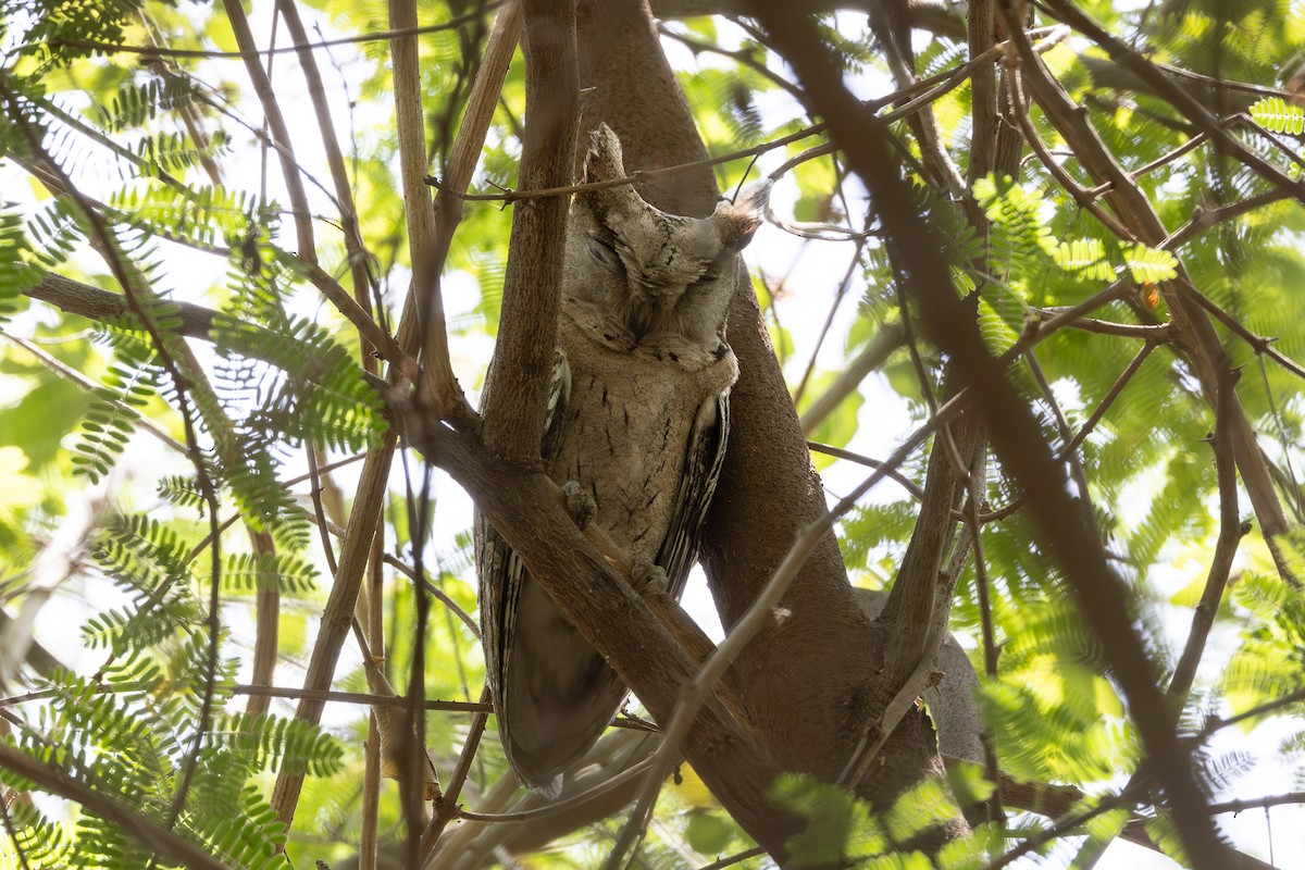 Indian Scops-Owl - ML620592255