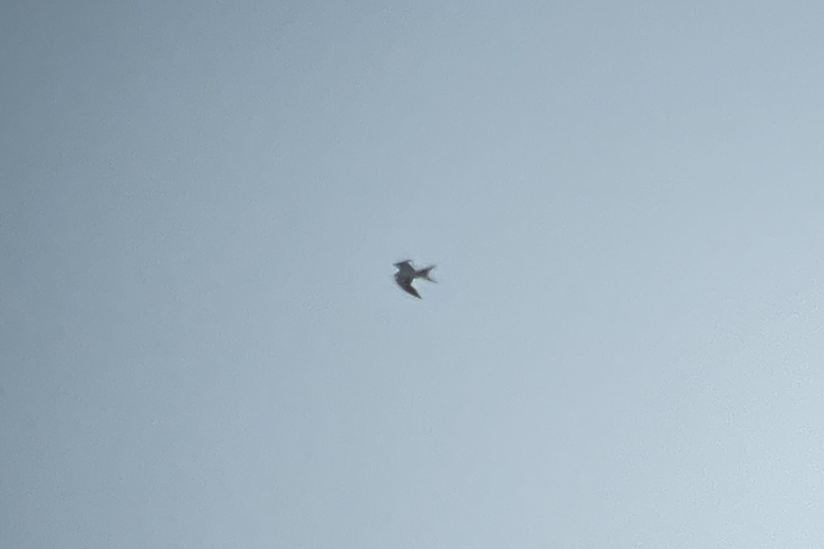 Swallow-tailed Kite - ML620592256