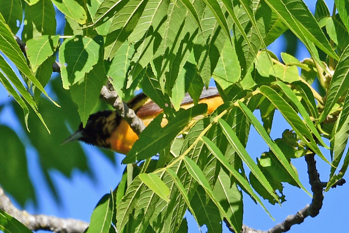 Baltimore Oriole - ML620592260