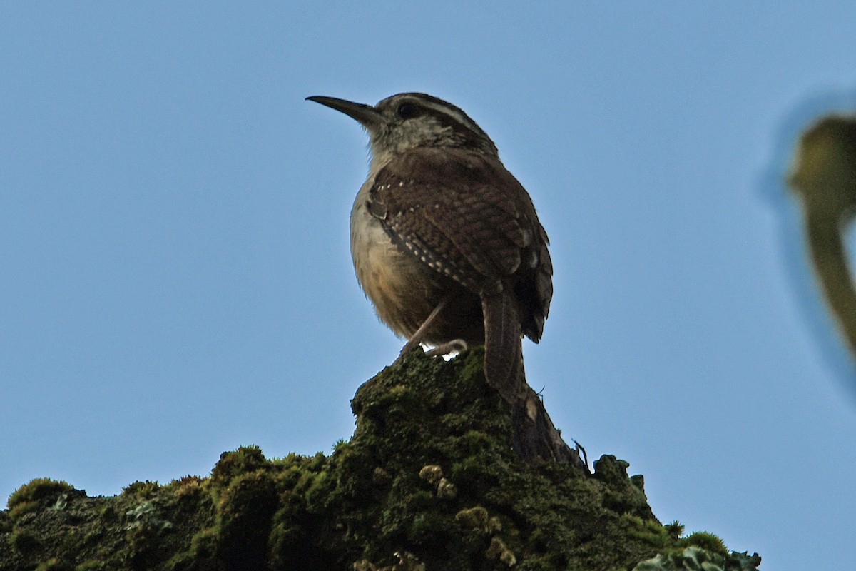 Carolina Wren - ML620592268