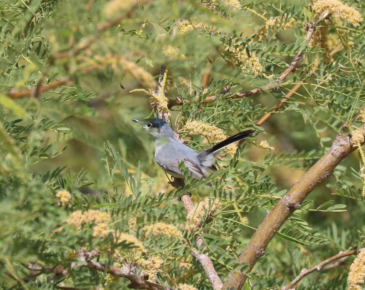 Black-tailed Gnatcatcher - ML620592271