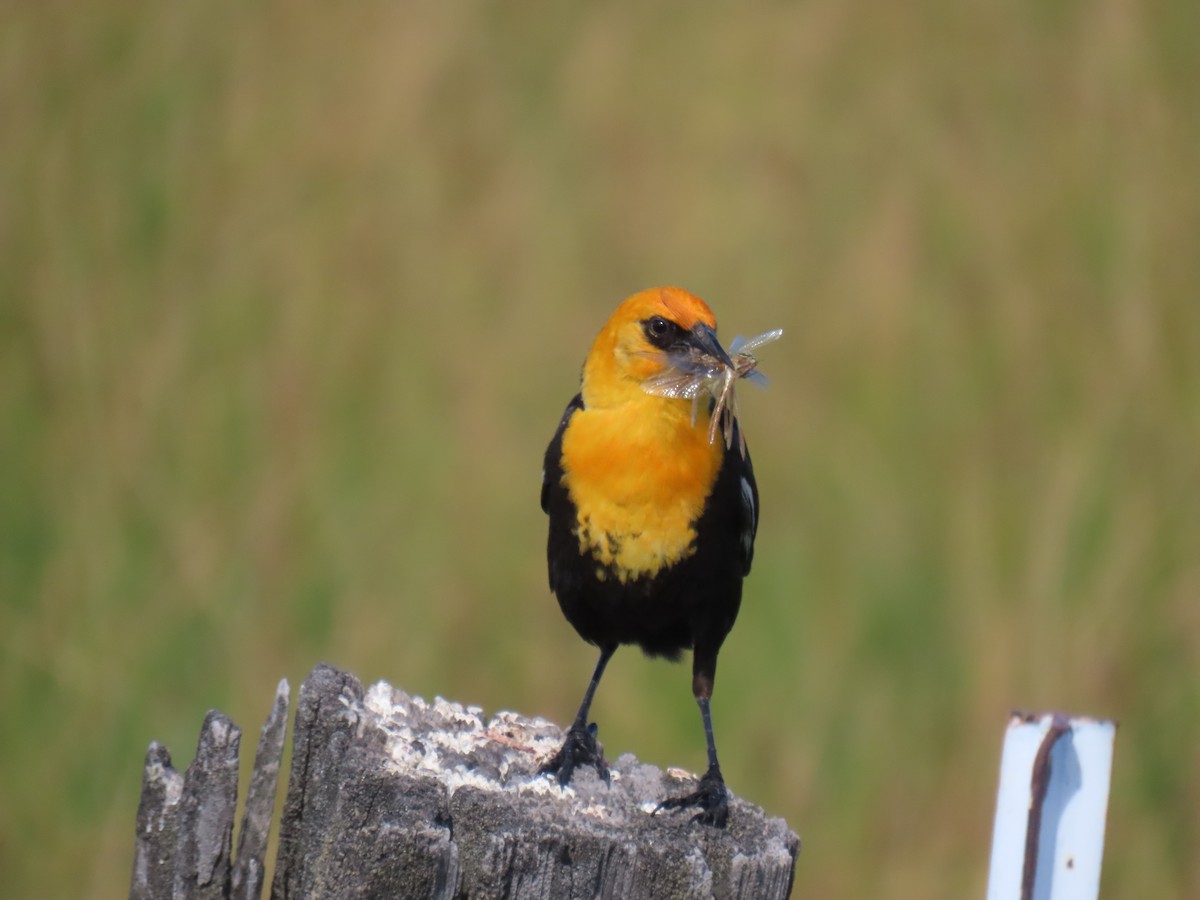 Yellow-headed Blackbird - ML620592272