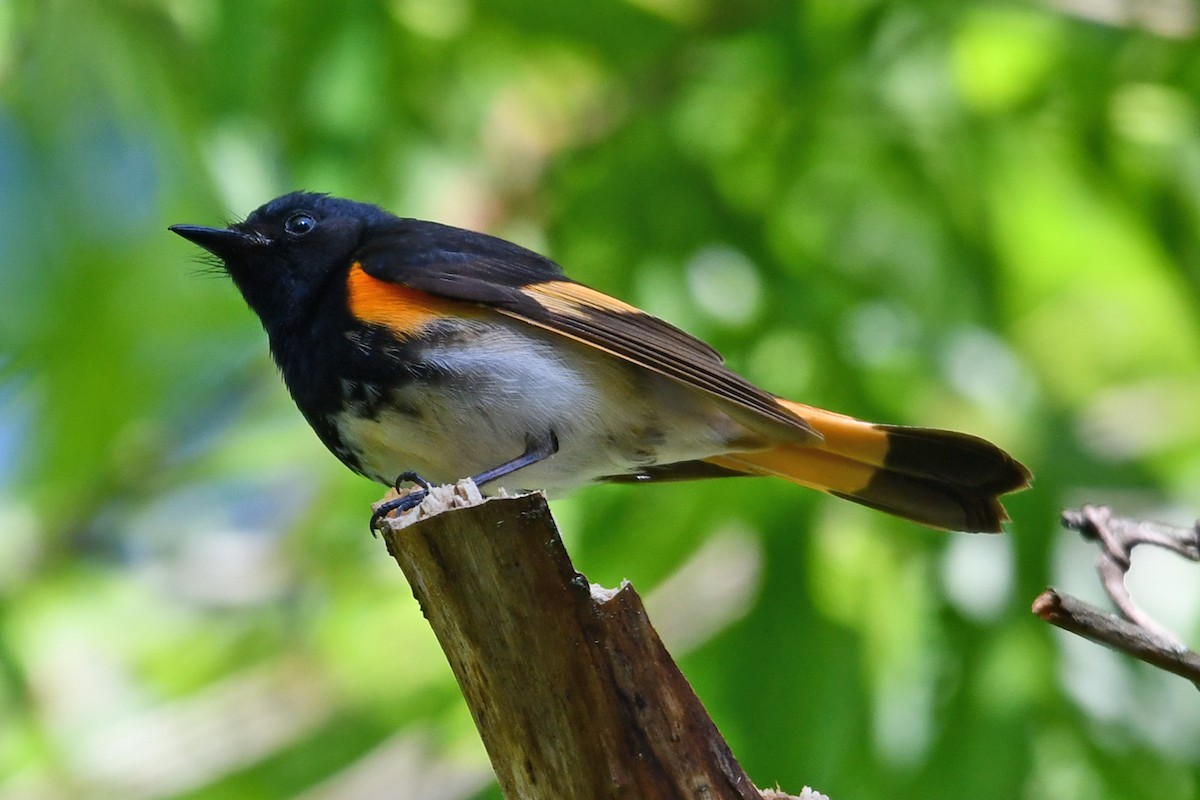 American Redstart - ML620592274