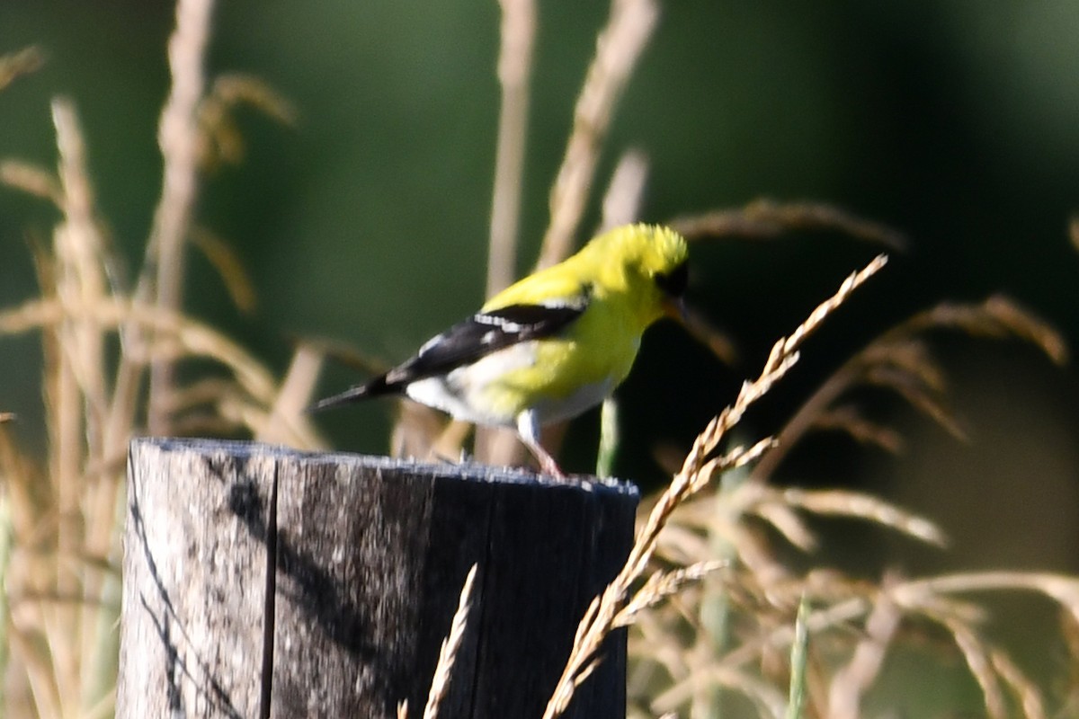 American Goldfinch - ML620592276