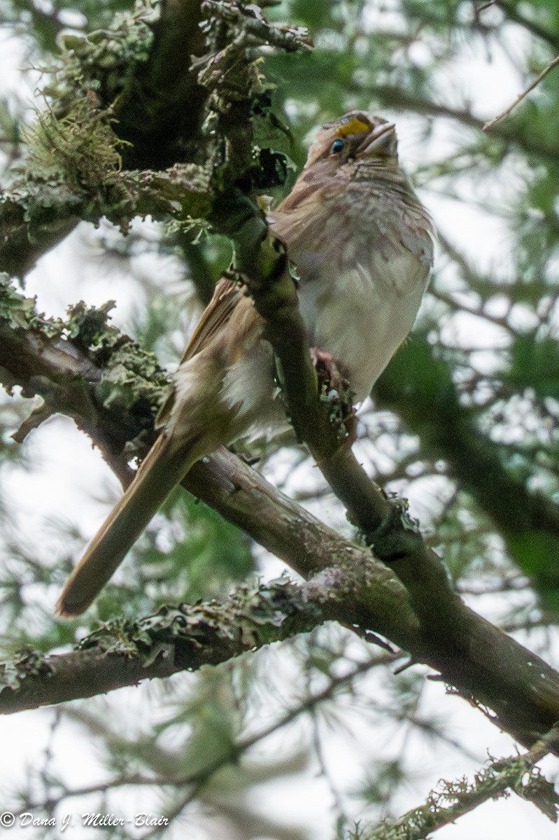 White-throated Sparrow - ML620592278