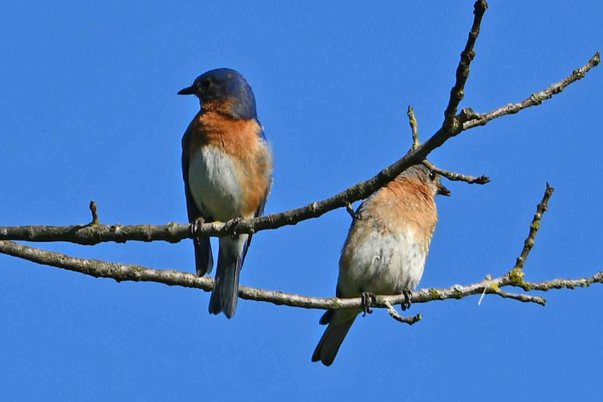 Eastern Bluebird - ML620592282