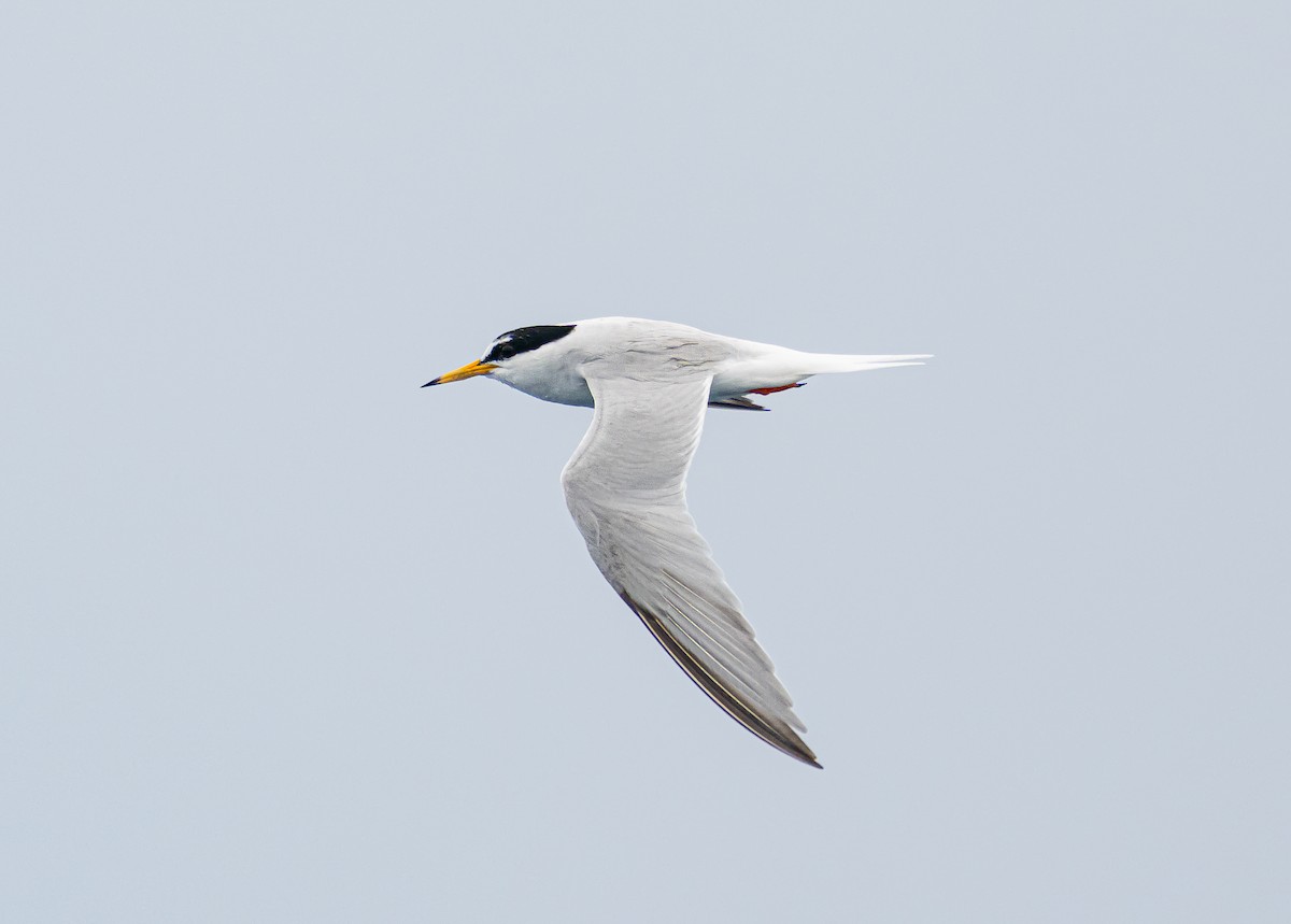 Little Tern - ML620592297