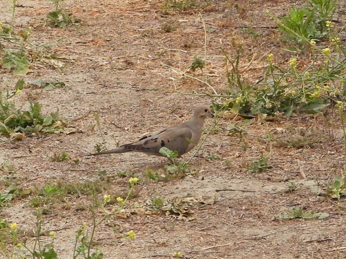 Mourning Dove - Doug Lithgow