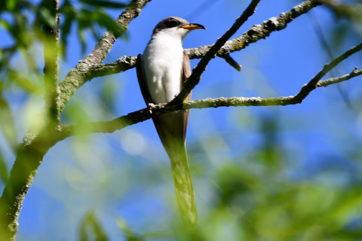 Yellow-billed Cuckoo - Steve Hawes