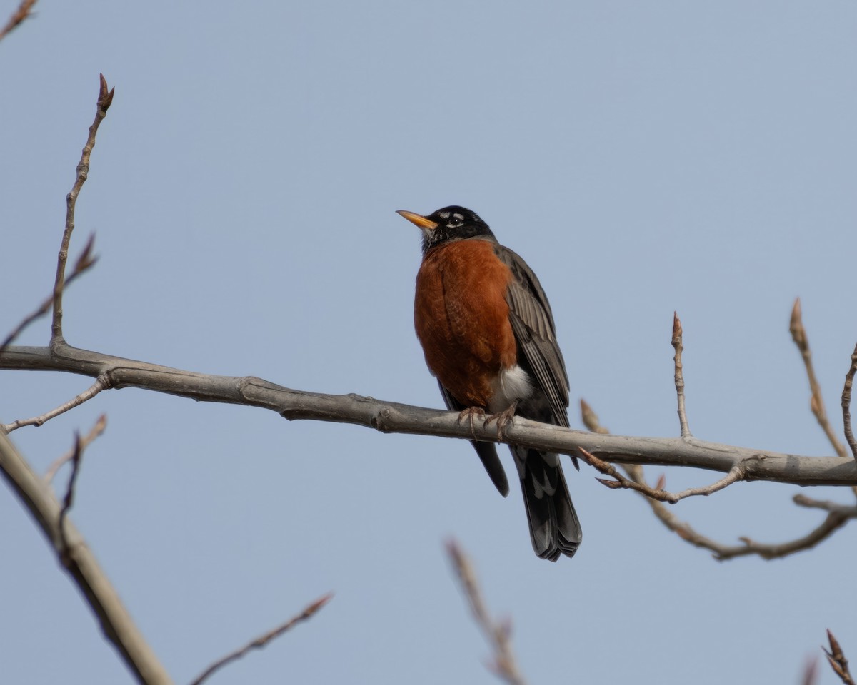 American Robin - ML620592301