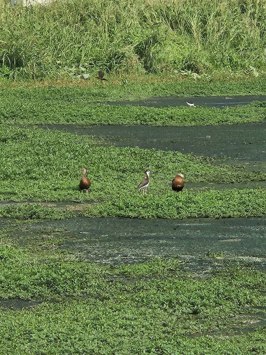 Black-bellied Whistling-Duck - ML620592303